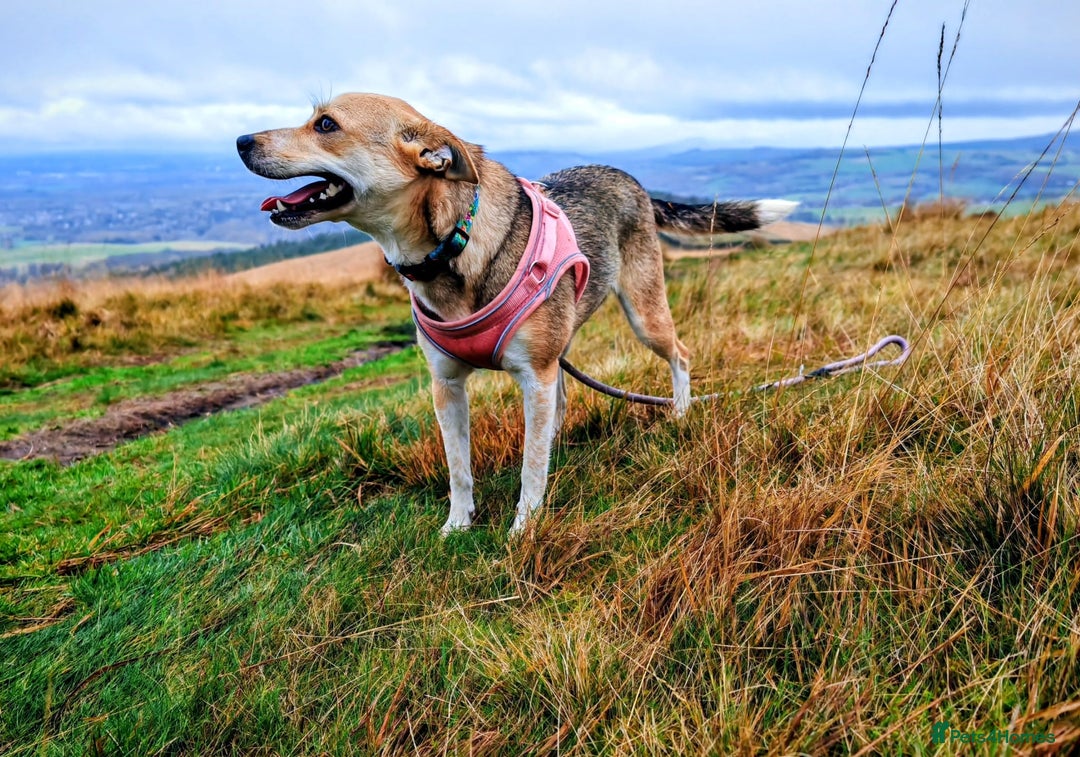 Mixed Breed dogs for adoption: ❤️ Lolly❤️- 1.5-year-old small gentle girl  - Advert 10