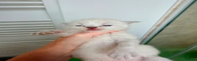 Ragdoll 5