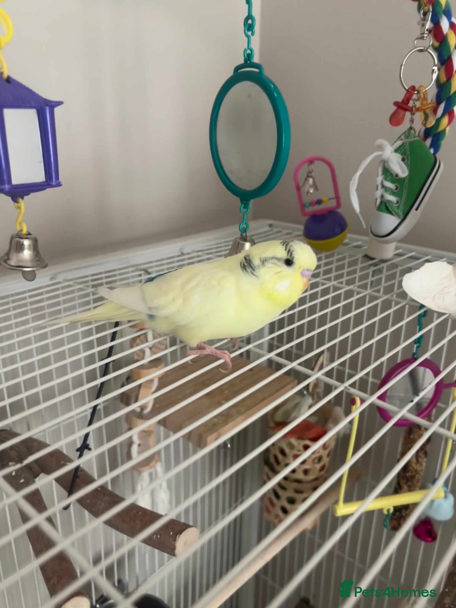 Budgerigars birds Yellow Budgie - Advert 1
