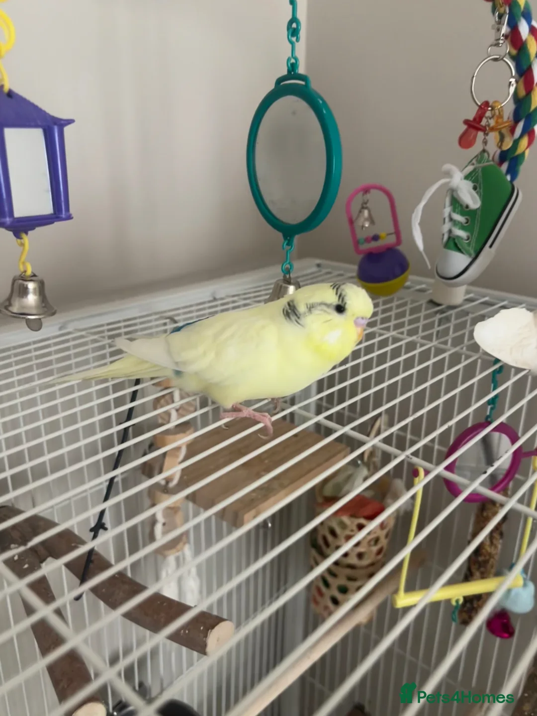 Budgerigars birds for sale: Yellow Budgie in Glasgow - Advert 1