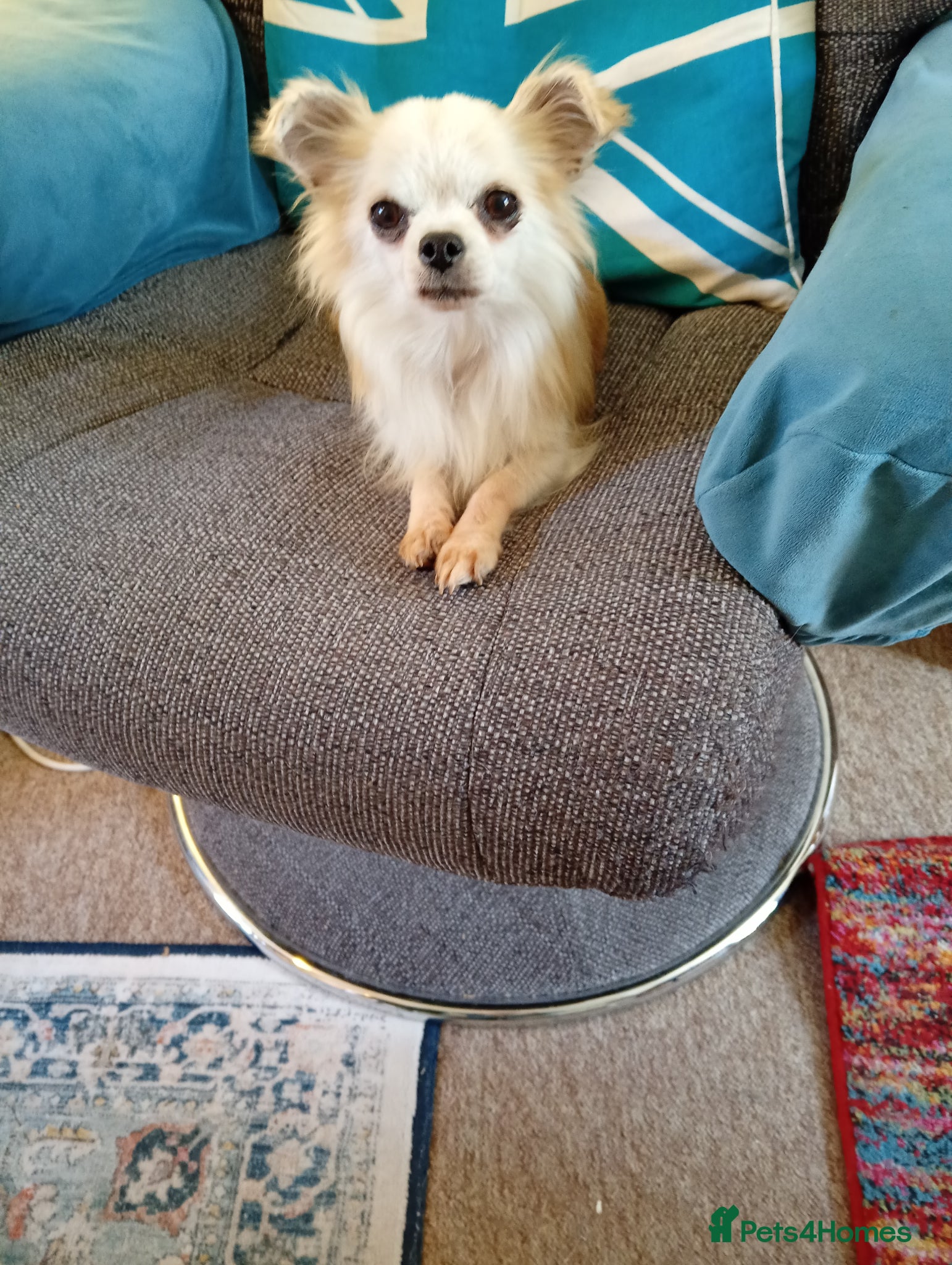 Chihuahua dogs Sassy Chihuahua Looking For Love! - Advert 1