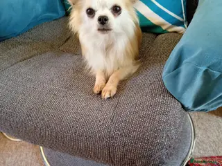 Chihuahua dogs Sassy Chihuahua Looking For Love! - Advert 1