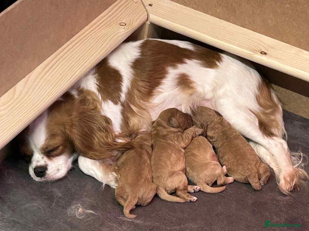 Cavapoo dogs for sale: Cavapoo F1 Ready Now - Advert 2