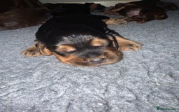 Sprocker dogs for sale: Beautiful Sprocker puppies  - Image 21