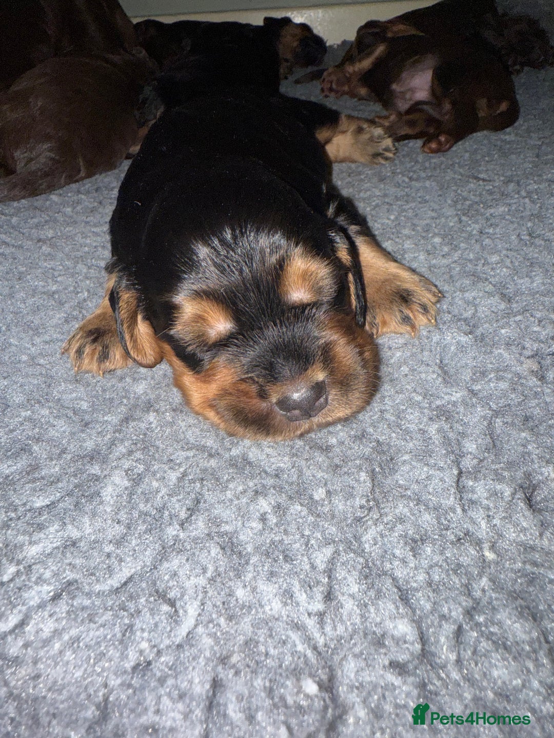 Sprocker dogs for sale: Beautiful Sprocker puppies  - Image 21