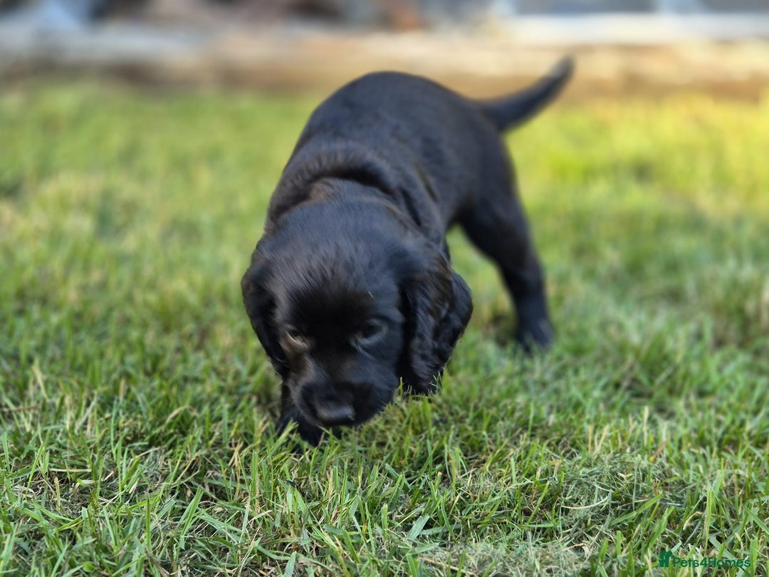 Cocker Spaniel dogs for sale: Working cocker spaniel pups - Image 2