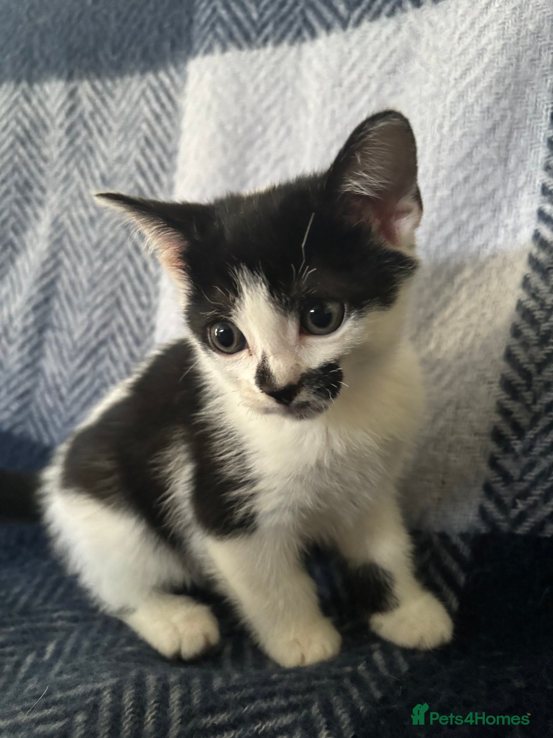 Mixed Breed cats for sale: Domestic cats  - Image 11