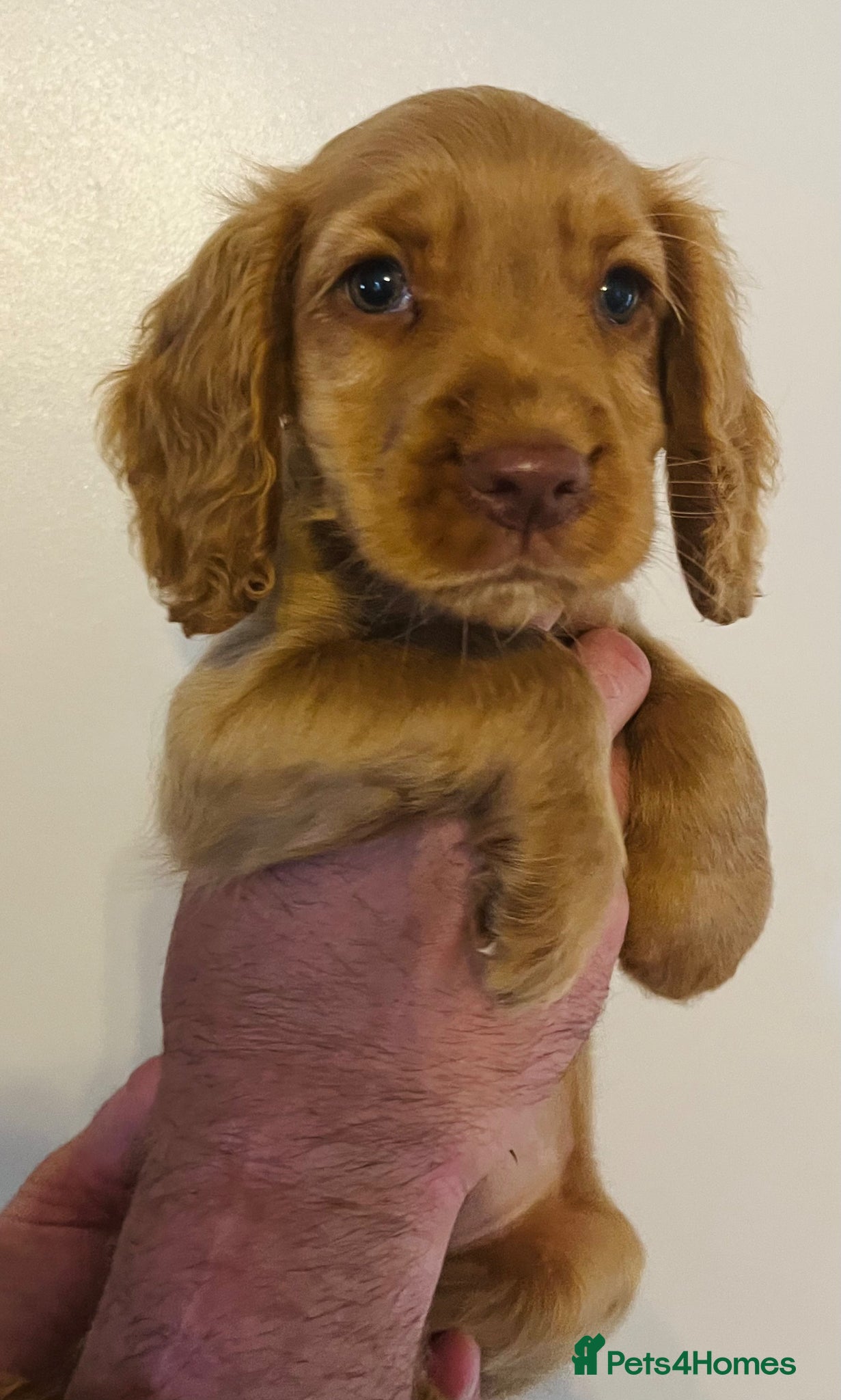 Cocker Spaniel dogs Ready now..Cocker spaniel puppies - Advert 1