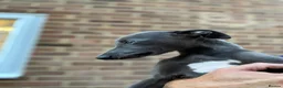 Whippet dogs for sale: Whippet Puppy  in Southampton - Advert 5
