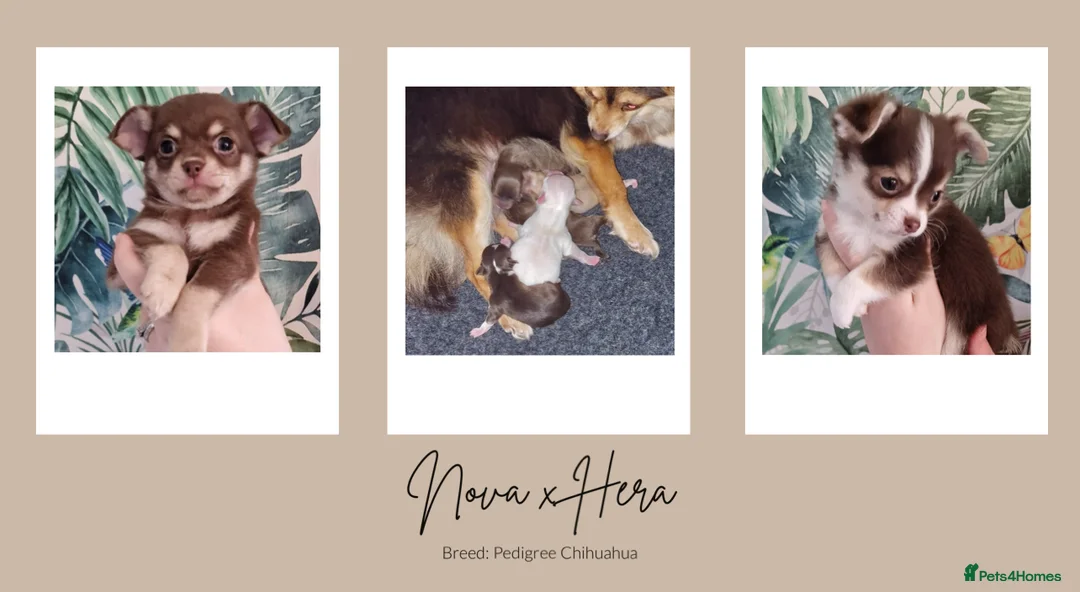 Chihuahua dogs for stud: Unique Chihuahua for Stud 🐾 in Southampton - Advert 29