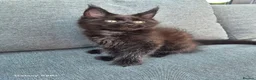 Maine Coon cats for sale: Licensed breeder-maine coon  - Advert 29