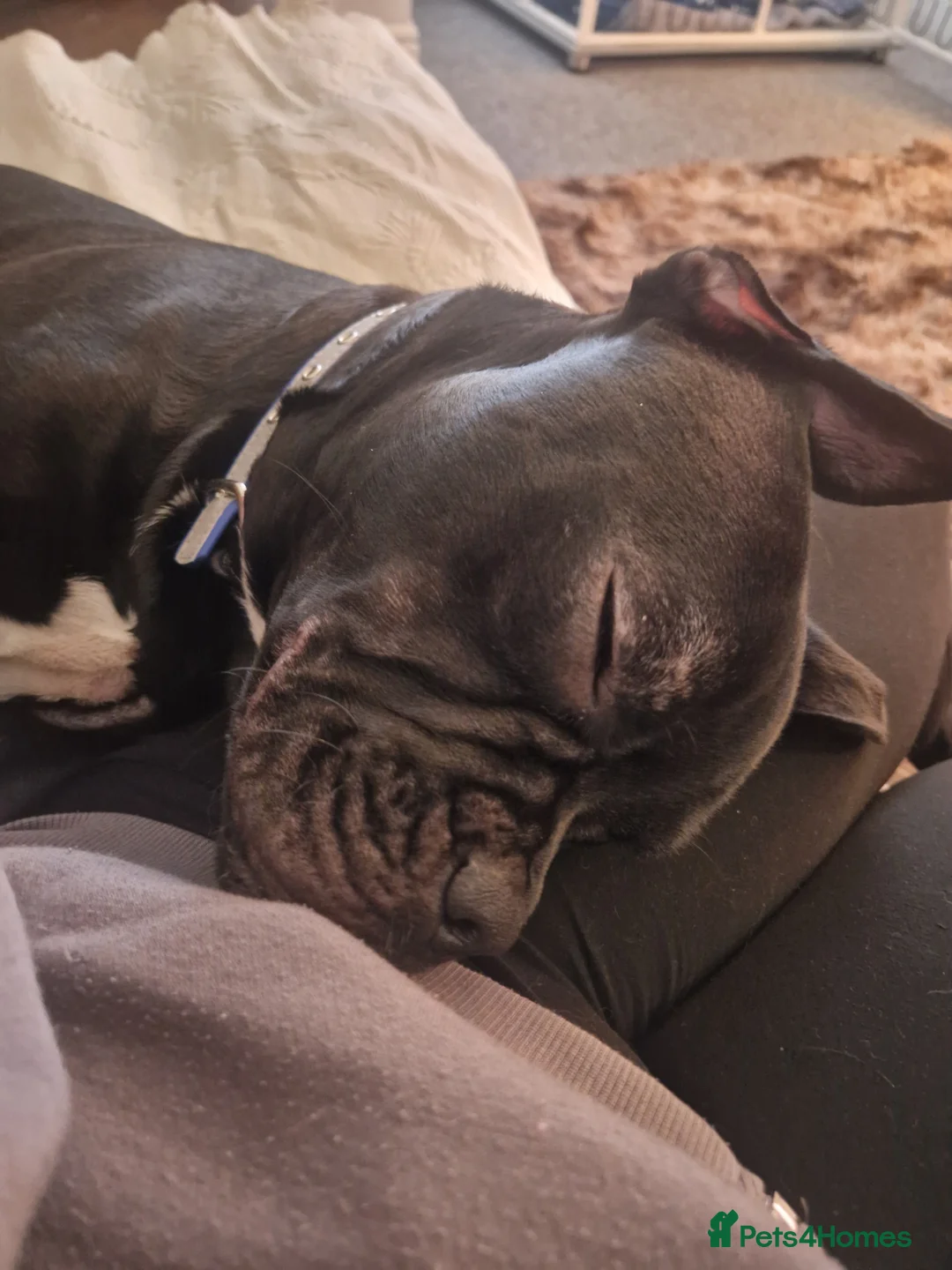 Mixed Breed dogs for sale: Mickey - Advert 2