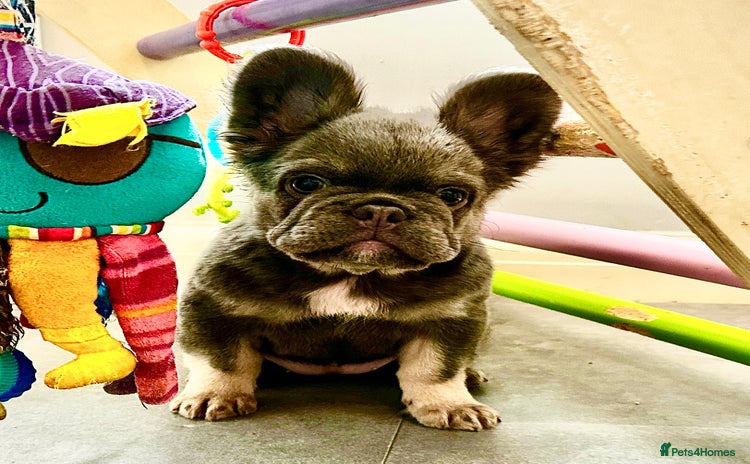 French Bulldog dogs - Advert 13