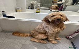 Goldendoodle dogs for sale: Golden doodle Looking for the best home DEVON ONLY - Image 9