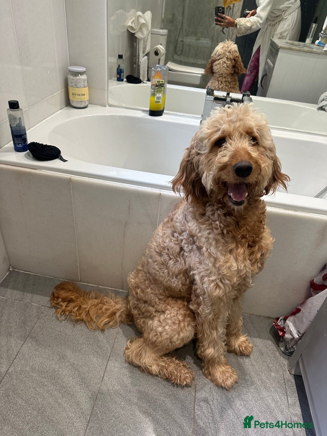 Goldendoodle dogs for sale: Golden doodle Looking for the best home DEVON ONLY - Image 9