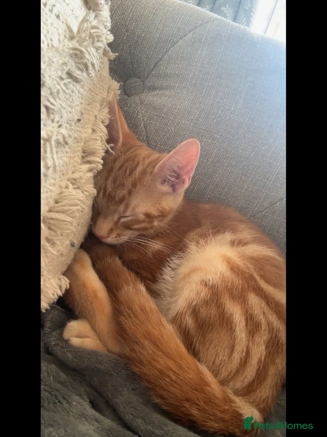 British Shorthair cats for sale: Tigger - Advert 11