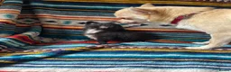 Chihuahua dogs for sale: Meet the Magnificent 7 - Advert 33
