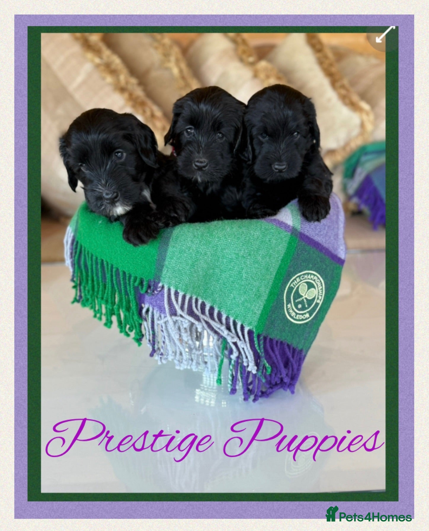 Labradoodle dogs Multigen Prestige Australian Labradoodle puppies💜 - Advert 1
