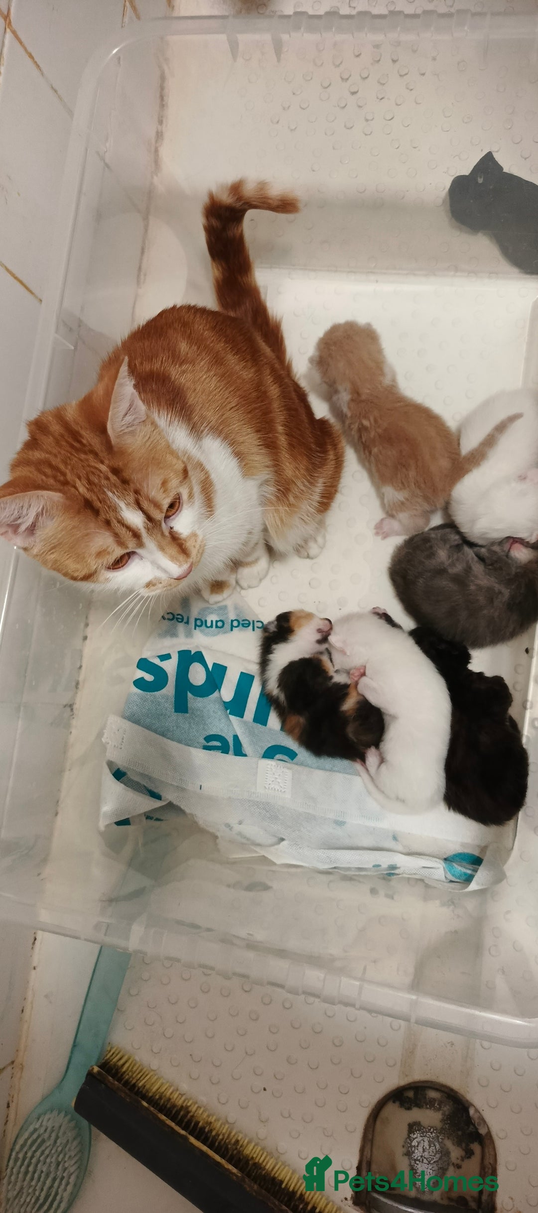 British Shorthair cats for sale: Mother with six kittens  - Image 1