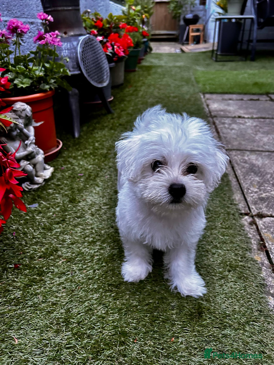 Morkie dogs for sale: Beautiful little boy Arlo - Image 3