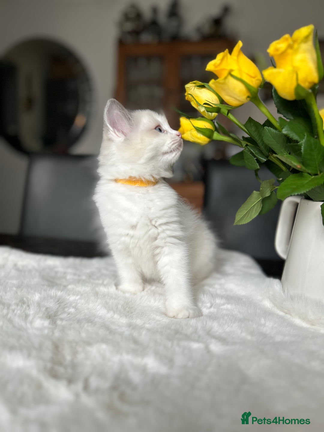 Ragdoll cats for sale: Beautiful two GCCF kittens. Blue Bicolour Ragdolls - Advert 7