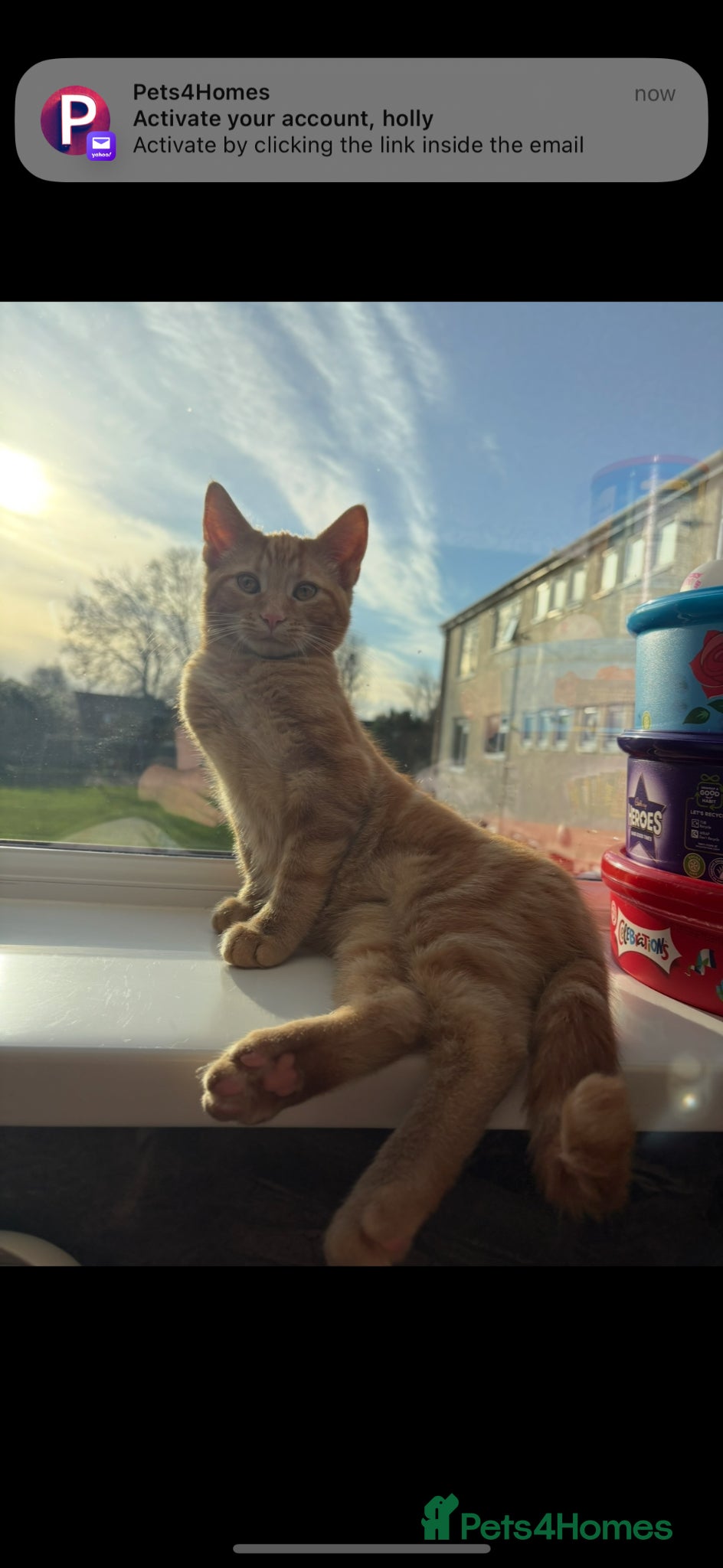 Persian cats for sale: 2 beautiful Persian cross kittens  in Clevedon - Advert 4
