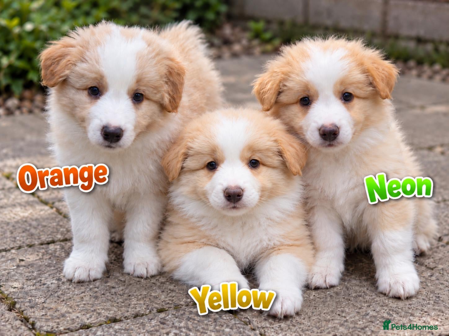 Border Collie dogs Beautiful EE-Red/Golden Long Haired Border Collies - Advert 1