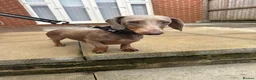 Miniature Dachshund dogs for stud: Lilac & tan Miniature dachshund in Bridgend - Advert 5