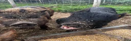 Pig livestock for sale: Intact Kune Kune/Juliana boars - Advert 15