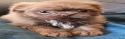 Shih Tzu dogs for sale: Amazing imperial shih tzu puppies ready now - Advert 26