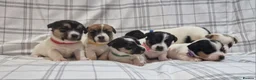 Jack Russell dogs for sale: Stunning Jack Russells, DNA health tested parents - Advert 1