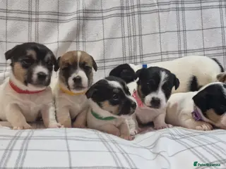 Jack Russell dogs Stunning Jack Russells, DNA health tested parents - Advert 1