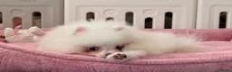 Pomeranian dogs for sale: Tiny White snow Pomeranian Puppies  - Advert 33