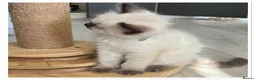 Ragdoll cats for sale: 6 cute pure breed Ragdoll kittens 2 boys 4 girls  - Advert 8