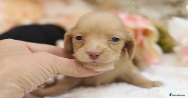 Miniature Dachshund dogs - Advert 3