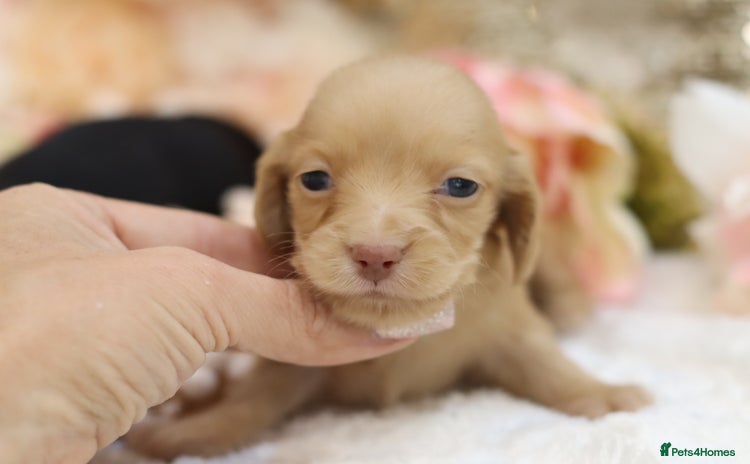 Miniature Dachshund dogs - Advert 5