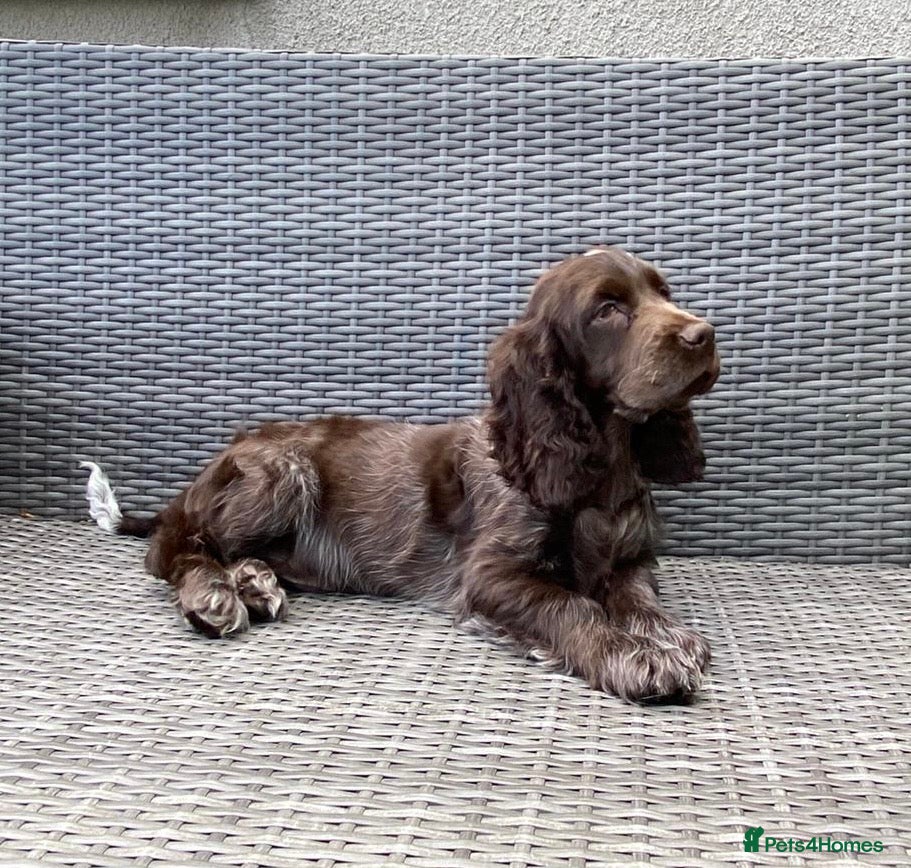 Cocker Spaniel dogs KC registered Cocker Spaniel Pups DNA tested - Advert 2