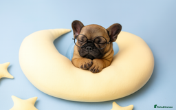 French Bulldog dogs for sale: Rare Sable Frenchie–Raised Right & Ready Now! 🍼🐾 in Preston - Image 35