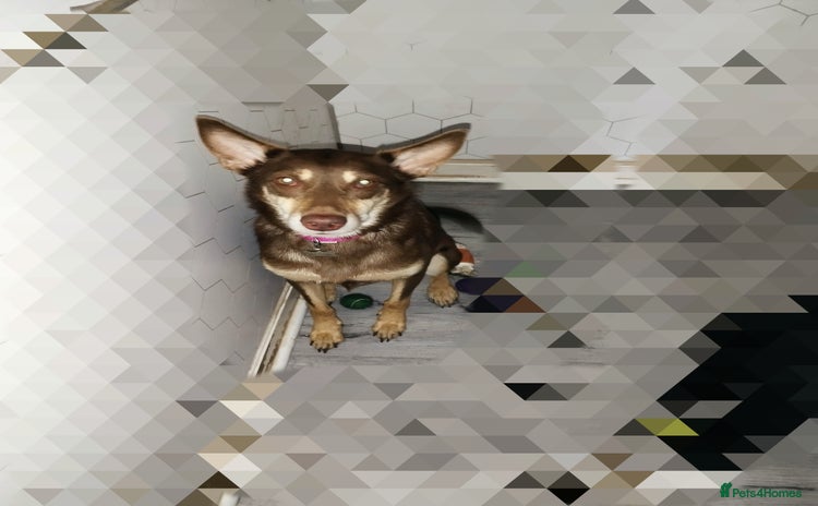 Australian Kelpie dogs - Advert 1