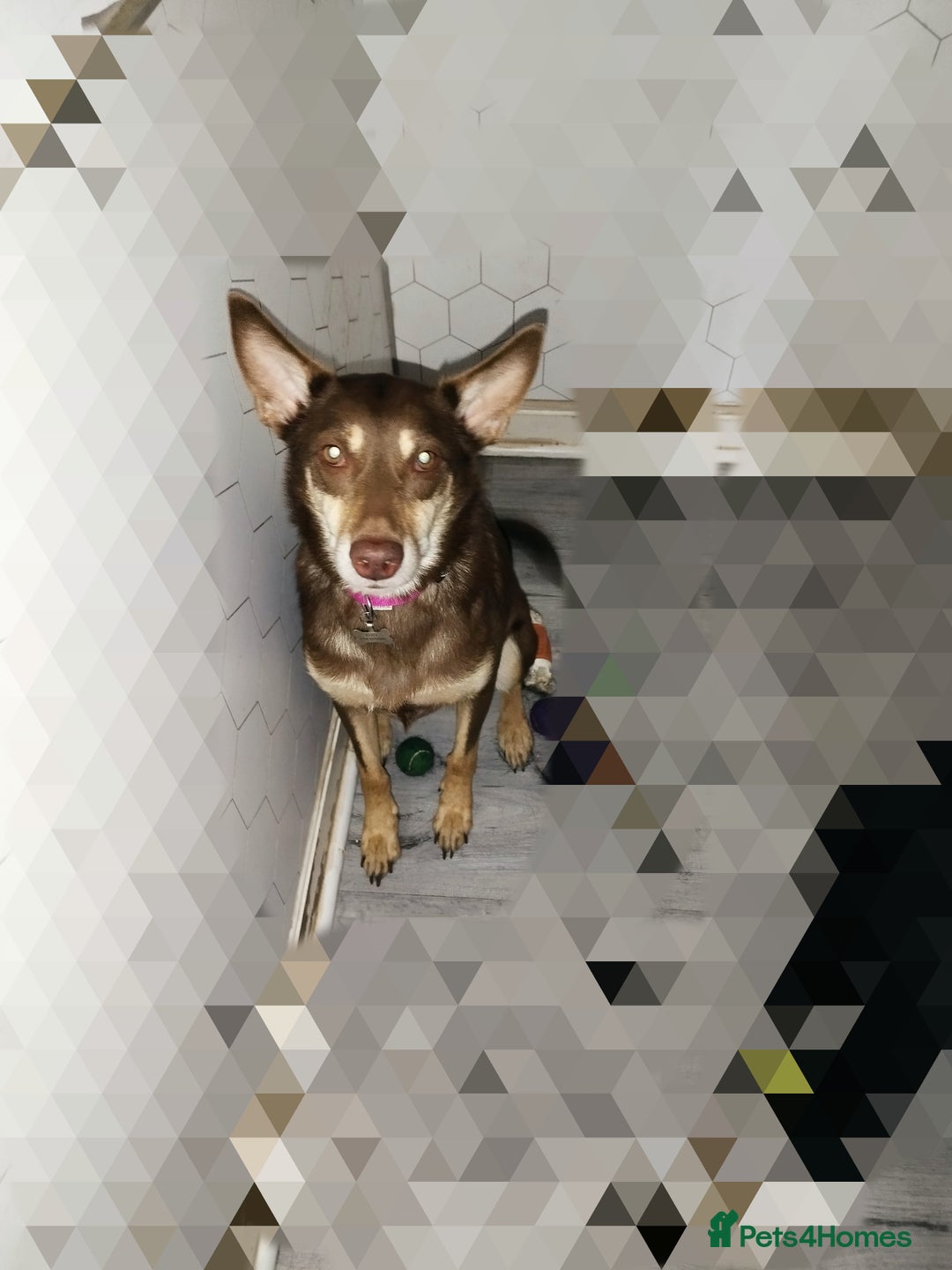 Australian Kelpie dogs for sale: 3 year old Australian kelpie  - Image 1