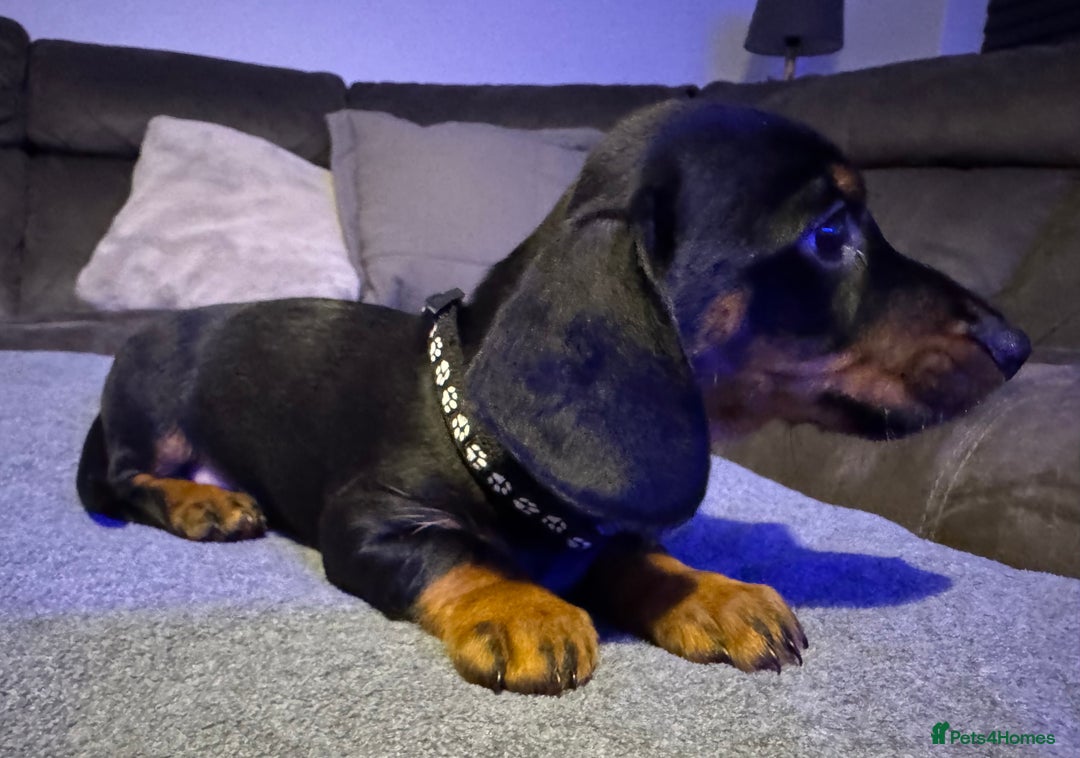 Dachshund dogs for sale: Gorgeous Standard wire haired & smooth Dachshunds - Advert 5