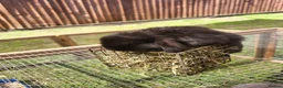 Mini Lop rabbits for sale: Mini lops 2 males - Advert 3