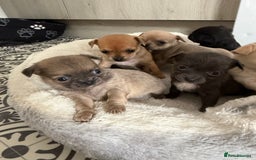 Chug dogs for sale: 6 beautiful chug puppies for sale ❤️ - Image 3