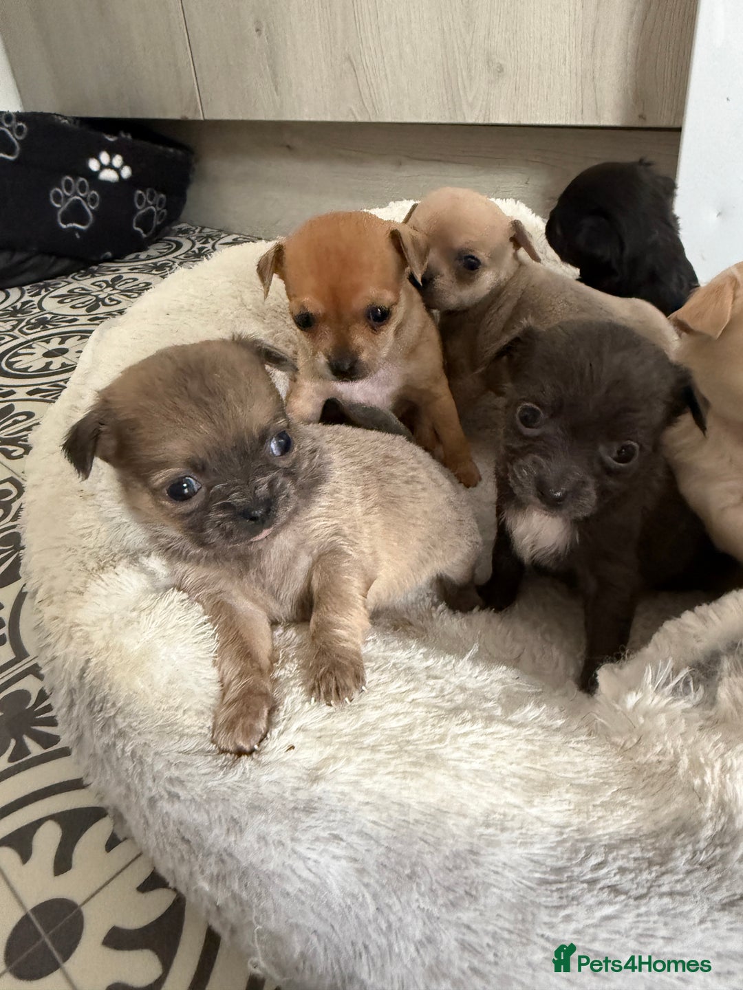 Chug dogs for sale: 6 beautiful chug puppies for sale ❤️ - Image 3