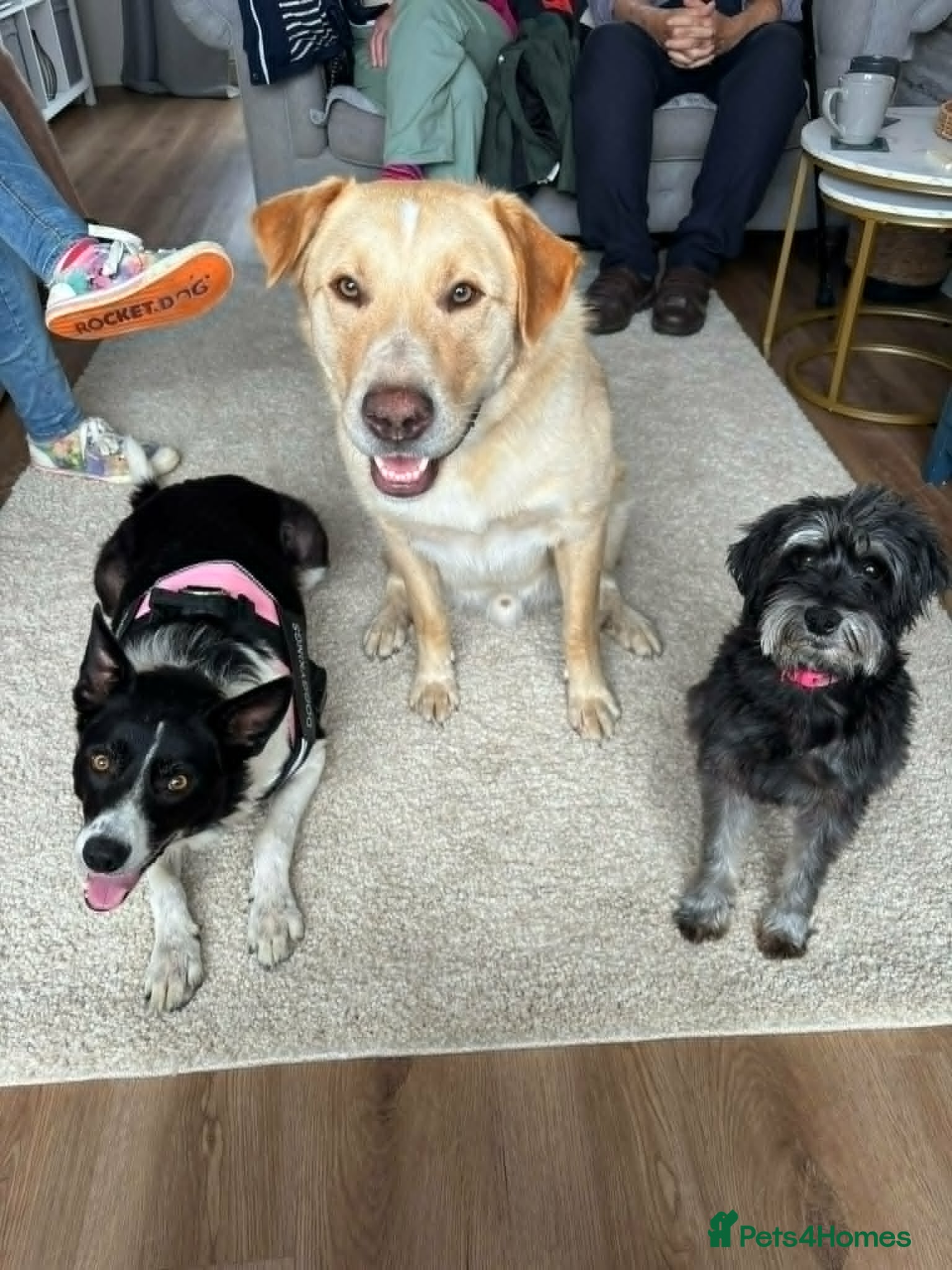 Mixed Breed dogs for adoption:  Finn – 3-Year-Old, Gentle Giant, Boy in Newport Pagnell - Advert 7