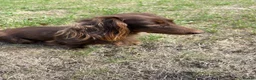 Dachshund dogs for sale: KC reg, champion bloodline, female mini dachshund - Advert 10