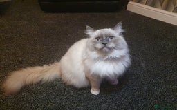 Ragdoll cats for stud: Ragdoll GCCF blue mitted stud LOKI in Wakefield - Image 4