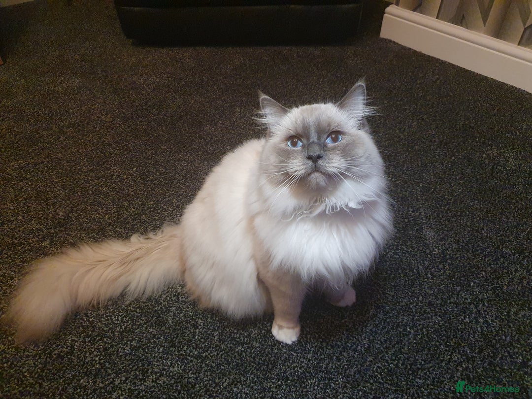 Ragdoll cats for stud: Ragdoll GCCF blue mitted stud LOKI in Wakefield - Image 4