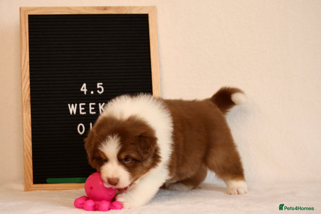 Australian Shepherd dogs for sale: KC Australian Shepherd Puppies  - Image 12