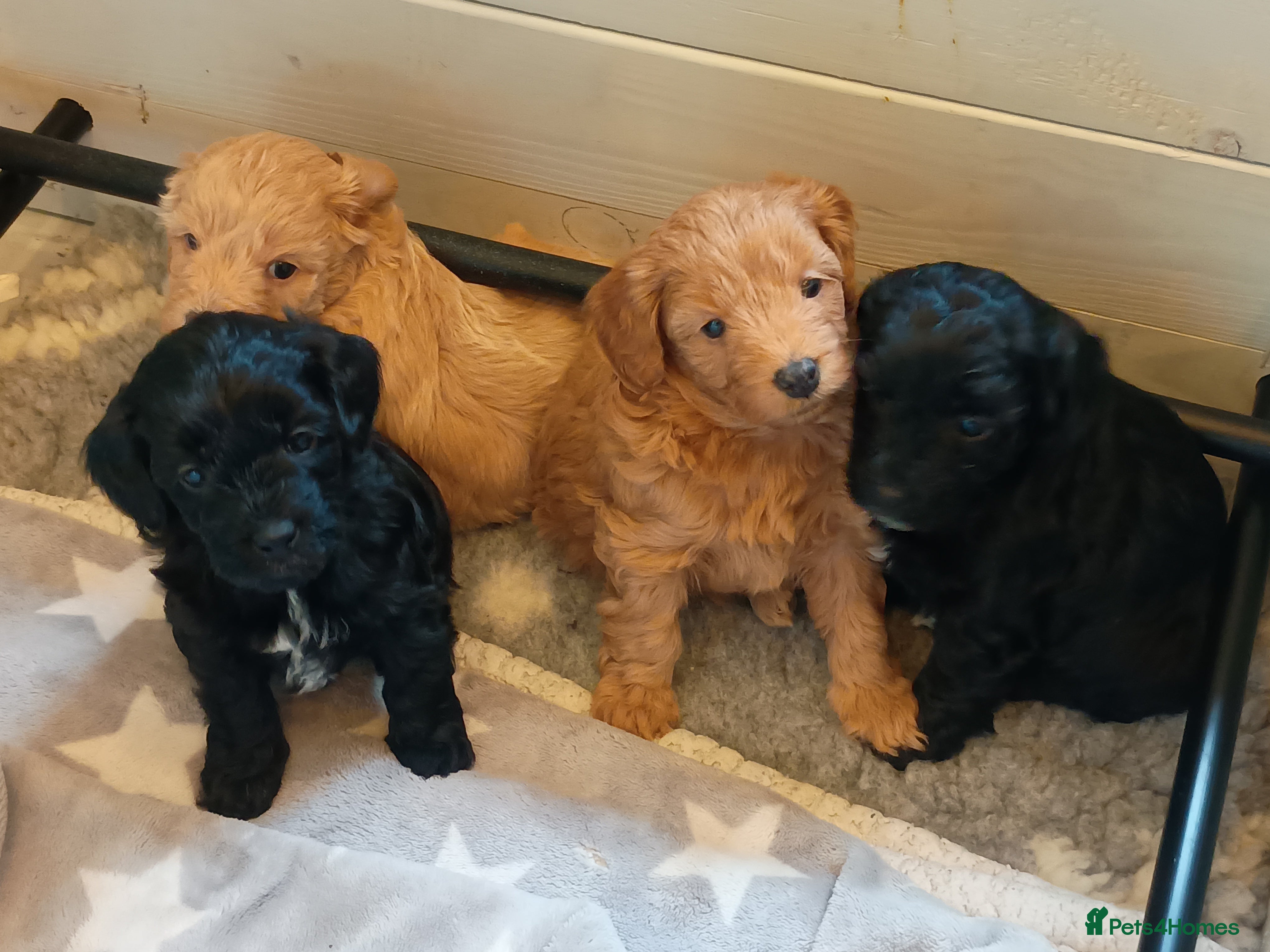 Toy Poodle dogs Toy poodle puppies  - Advert 1
